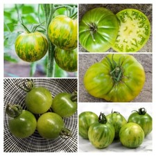 MEZCLA DE SEMILLAS DE TOMATE VERDE MADURACIÓN 20+ Semillas - Colores mágicos - P 603