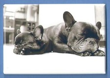BULLDOG 2X3 FRIDGE MAGNET DOG PUPPY CANINE CUTE ENGLISH FLAT NOSE FRENCH HEFTY