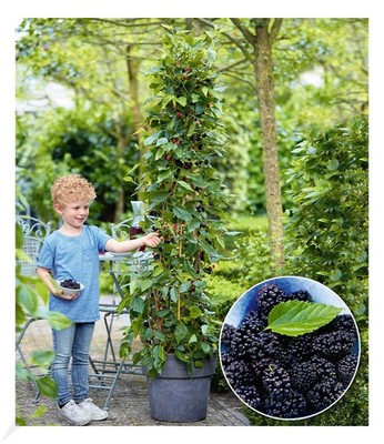 Maulbeere ''BonBon Berry '',1 Pflanze Morus, Mojobeere, Beerenobst