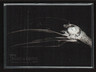 2024 Topps Baseball Allen & Ginter Toco Toucan X-Ray'd #XR-1