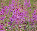 Fireweed Epilobium Angustifolium - 1,000 Bulk Seeds