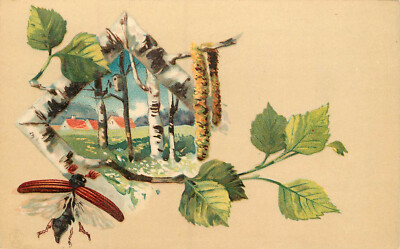 Flying Insect June Bug May Beetle Bird House in the Birch Trees Postcard