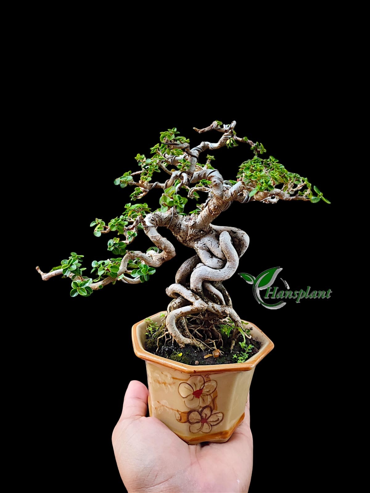 Actual plant Bonsai Premna Microphylla bonsai tree semicasecade style