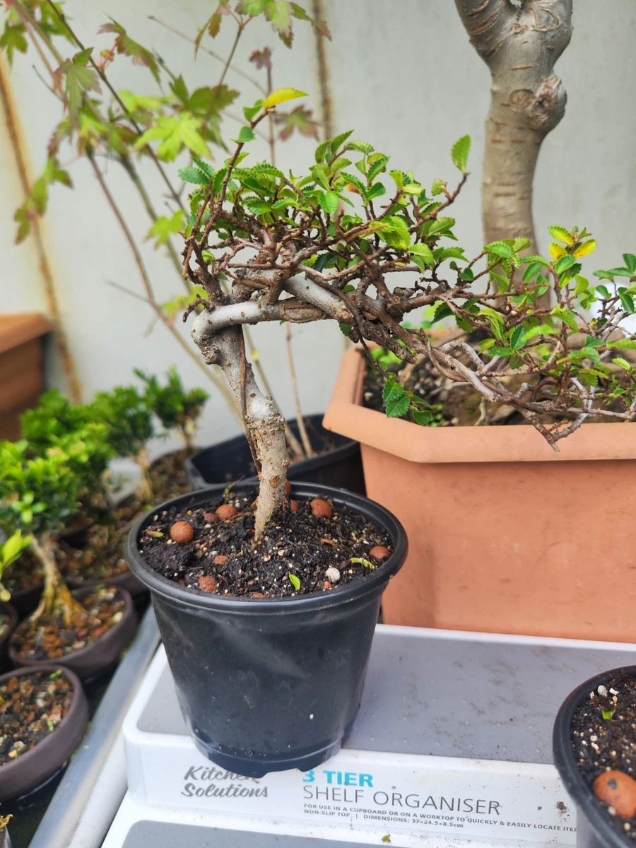 Bonsais for sale | eBay UK