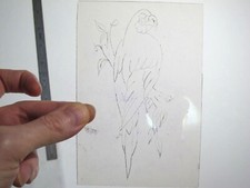 vtg 1960s 1970s Tattoo acetate stencil Parrot Branch and Leaves BR4