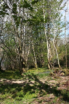 Foto 6x4 Wälder von Fearnach Bay Kilmelford fast natürlicher Wald zwischen c2009