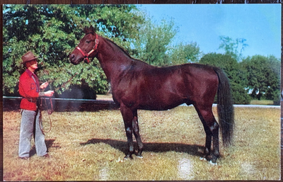#ad #ad Citation First Horse to Earn One Million Dollars Vintage Postcard Kentucky KY $5.99