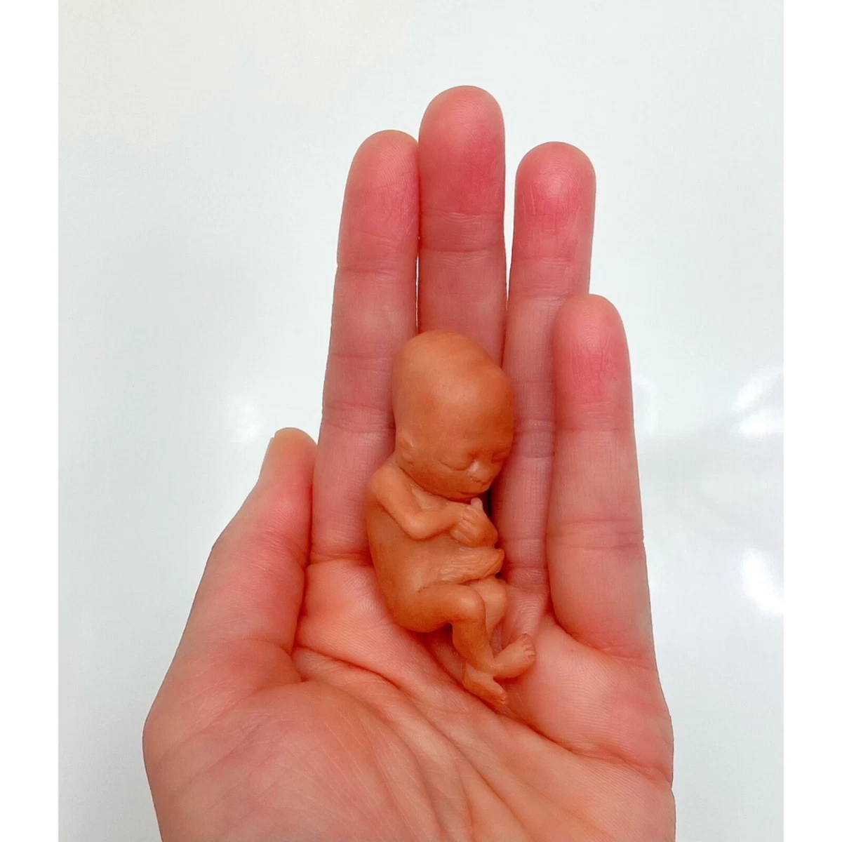 Twelve week cheap old fetus