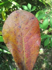 25 Indian Almond Leaves  Seemandelbaumbl&auml;tter Dried Catappa Ketapang 20cm x 13