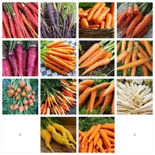 Carrot Seeds Collection, NON-GMO, 14 Varieties to Choose From, FREE SHIPPING