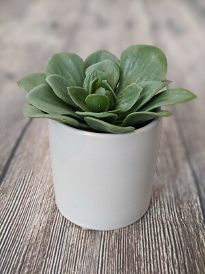Green Succulent In White Pot 4.5" x 4" Project 62 Target Artificial Dudleya  | eBay