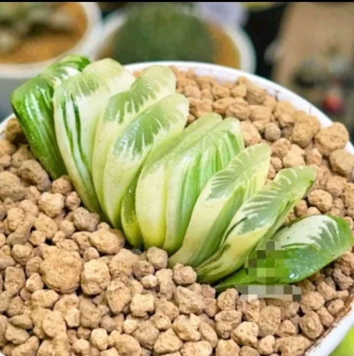 Haworthia Truncata 'Green Lime' Variegated nice Succulent plant
Opens in a new window or tab