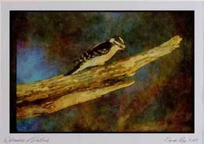 008128 Downy Woodpecker Watercolour Picture Ltd Ed A4