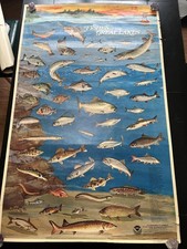Vintage 1978 NOAA Poster - Fishes Of The Great Lakes 30"x48"