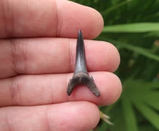 1.30" Sand Tiger Shark Fossil Tooth Florida