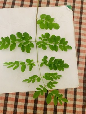 Organic Moringa Leaves Dried | 100% Natural Herbal Superfood Tea & Wellness