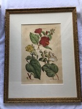 Original 17th Century John Hill Hand colored Engraving