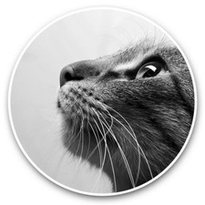 2 x Vinyl Stickers 15cm (bw) - Cute Cats Face Close Up Cat Pet  #36327