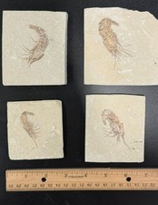Lebanon Marine fossil. Lot of 4 shrimps (Carpopenaeus callirostris ). 100 MYO