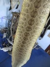 rattlesnake skin prairie rattle snake hide SOFT TANNED wrap pen blanks 45 in. L3