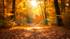 Digital Image Picture Photo Wallpaper Background Desktop Art Autumn Forest #A434