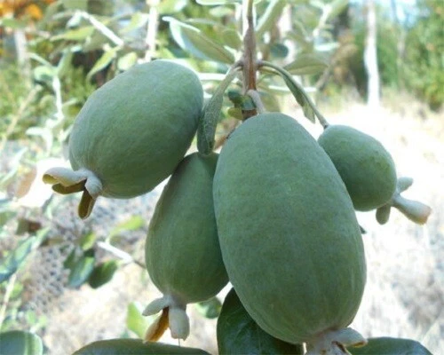 Moore Pineapple Guava 3 Cuttings /Scions Wood Feijoa sellowiana