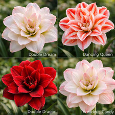 Pretty Amaryllis Double Flowering Bulbs Mix 4 color in one pack  Pack of 4 Bulb