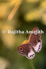 jpg digital wallpaper and printable photo file, butterfly on the flower nature