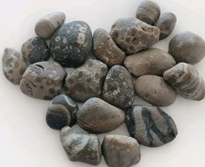 1 lb Lake Michigan Fossil Mix – Unpolished Beach-Tumbled Coral & Stone Lot