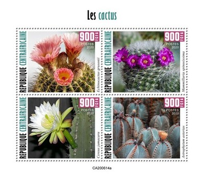Cactus