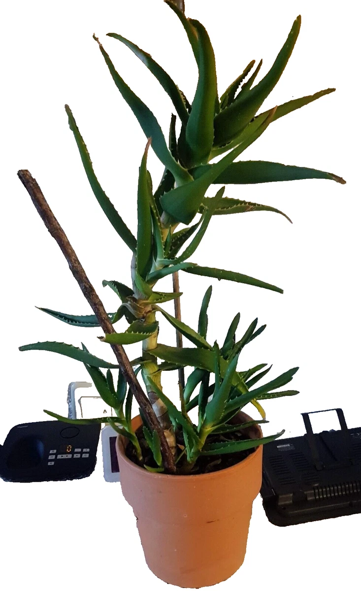 aloe hercules Aloe Hercules main image 0