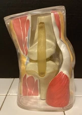 Vintage 1960’s MERCK SHARP DOHME Medical Model Knee