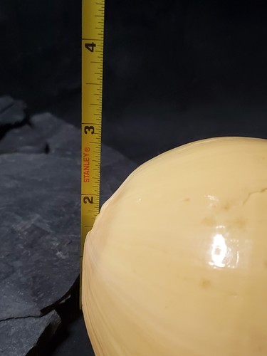 Melon Shell 6inx4in Inches GB-10 - Picture 11 of 14