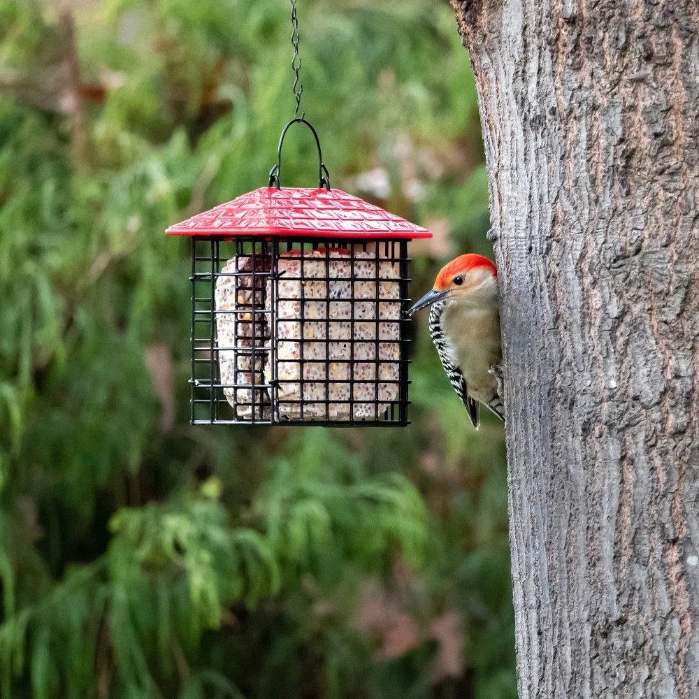 With Weather Guard, Wild Bird, Assorted Colors