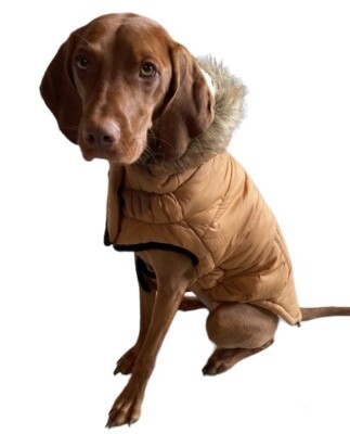 Hundemantel Wintermantel warm Hund Jacke GF Pet Urban Parka