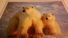 Polar Bear and Cub 2 Animal Photo Print 8x10 New Matted HQ Gift Sealed