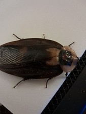 Death's Head Cockroach 10 Nymphs