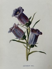 Antique Print Canterbury Bell c1900 Botanical  by F. E. Hulme | Garden Flowers