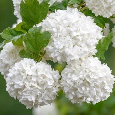 Viburnum Roseum - Red Guelder Rose | Deciduous Potted Flowering