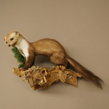 Marder Steinmarder Pr&auml;parat Deko H&ouml;he 34 cm Tierpr&auml;parat 89.5.259