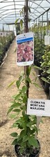 Clematis Montana ‘Majorie’ Fast-Growing Broadleaf Climbing 3ft Cane In 2l Pot