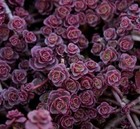 50+ PURPLE CARPET SEDUM FLOWER SEEDS / DARK RED / DROUGHT TOLERANT PERENNIAL