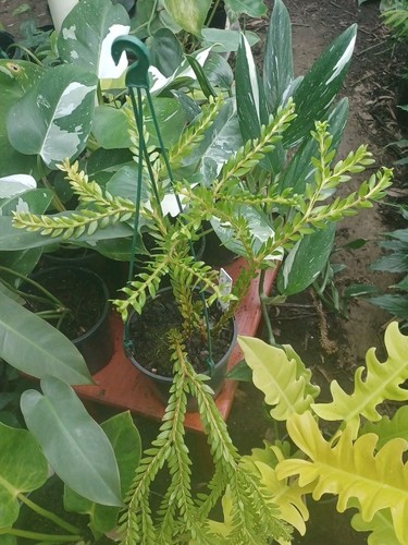 New Guinea Layered Tassel Fern. - Picture 1 of 6