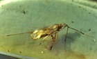 Fossil insect Plant bug Hemiptera inclusion in Genuine Burmite Burmese Amber