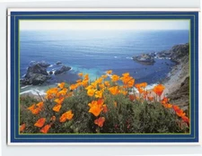 Postcard California Poppy Along the Coast California USA