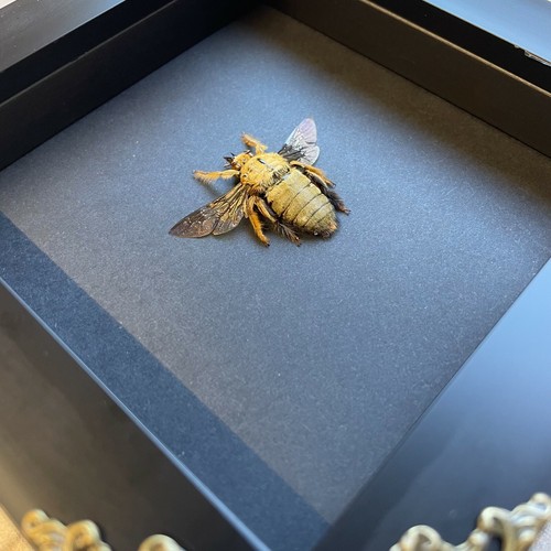 Golden Carpenter Bee (Xylocopa confusa) Baroque Style Shadow Box Frame Display - Foto 2 di 3