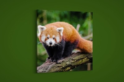 Artographie - Young Red Panda - Art Print on Paper or Canvas
