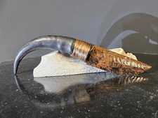 Large Dragon Claw Obsidian Knife~Springbok~HIGH QUALITY GIFTS~Talented Artist