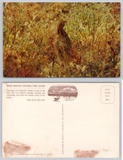 Vintage Mt McKinley National Park Alaska Ptarmigan Bird Mirro-Krome Postcard