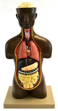 Eisco Labs African Model Torso with Head- 9 Parts (19.5" Tall )